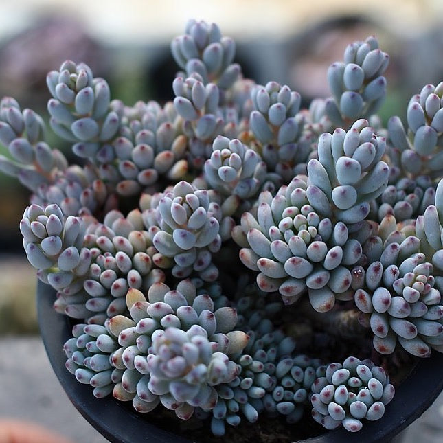 bluebean succulent PRESALE Graptopetalum Blue Beans