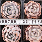 In-Stock Echeveria Orange Monroe, (Random)