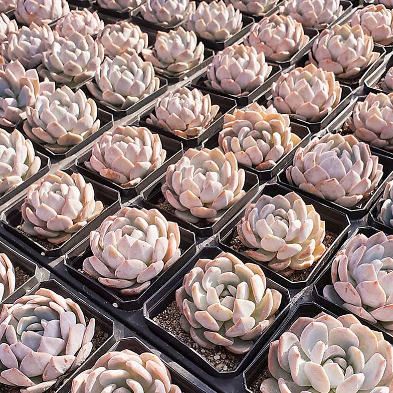 In-Stock Echeveria Orange Monroe, (Random)