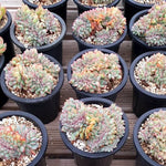 PRESALE Echeveria Brave, Cristata, (Random)