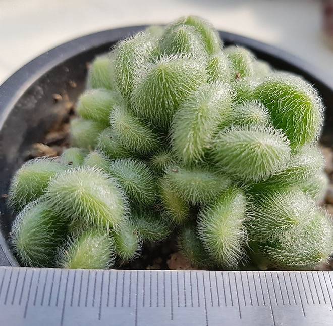 PRESALE Sedum Hintonii, (Random)