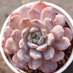 PRESALE Echeveria Raffine