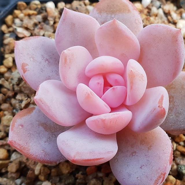 PRESALE Echeveria Potosina, (Not So Random)