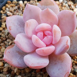 PRESALE Echeveria Potosina, (Not So Random)