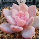 PRESALE Echeveria Potosina, (Not So Random)