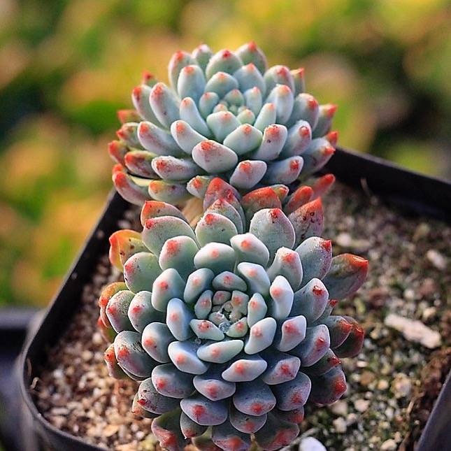 PRESALE Echeveria Blue Elf