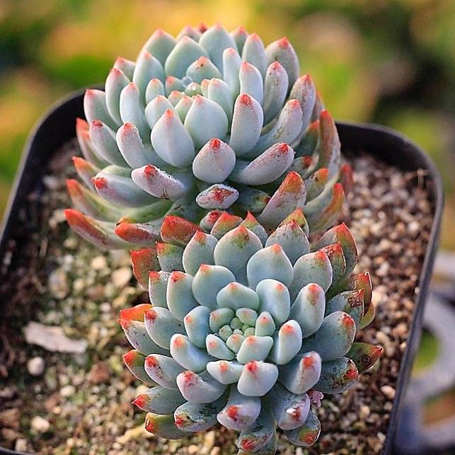 blue elf succulent propagation PRESALE Echeveria Blue Elf