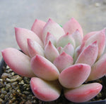 PRESALE Echeveria Chubby Lips, (Random)