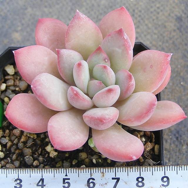 PRESALE Echeveria Chubby Lips, (Random)