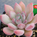 PRESALE Echeveria Chubby Lips, (Random)