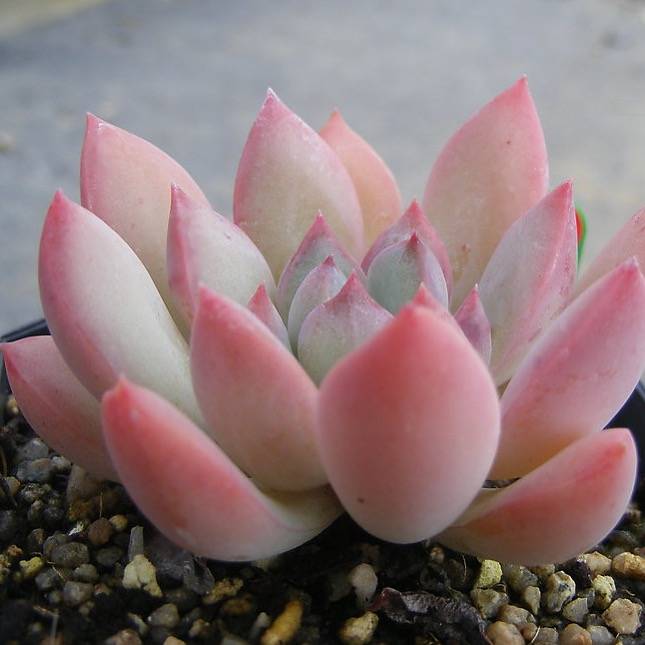 PRESALE Echeveria Chubby Lips, (Random)