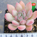 PRESALE Echeveria Chubby Lips, (Random)