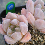 PRESALE Echeveria Thumb Rim, (Random)