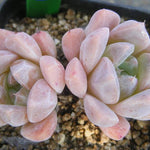 PRESALE Echeveria Thumb Rim, (Random)