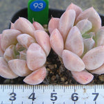 PRESALE Echeveria Thumb Rim, (Random)