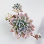 PRESALE Echeveria Prolifica, Variegata, (Random)