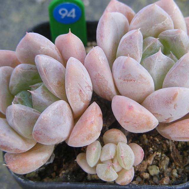 PRESALE Echeveria Thumb Rim, (Random)