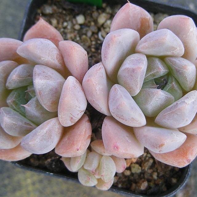 PRESALE Echeveria Thumb Rim, (Random)