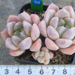 PRESALE Echeveria Thumb Rim, (Random)