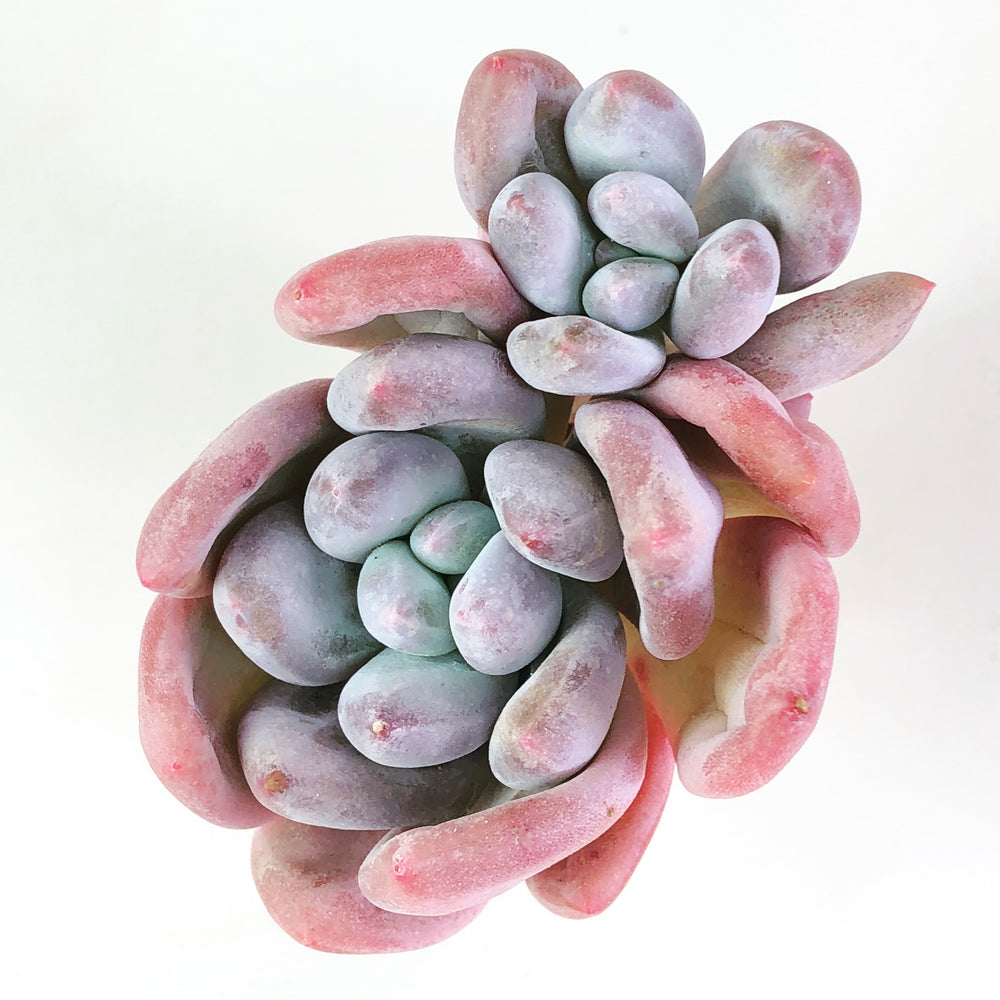 Pachyphytum cv. Frevel