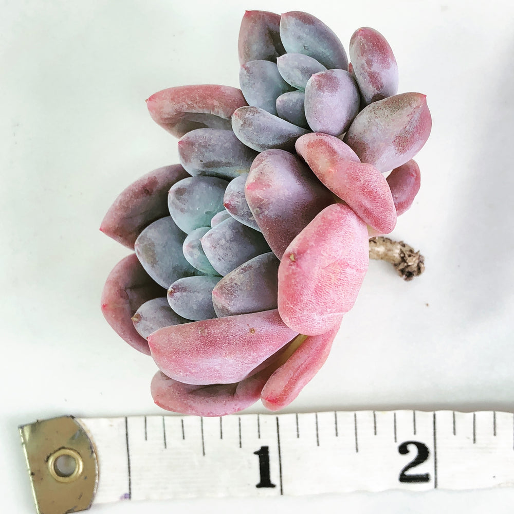 Pachyphytum cv. Frevel