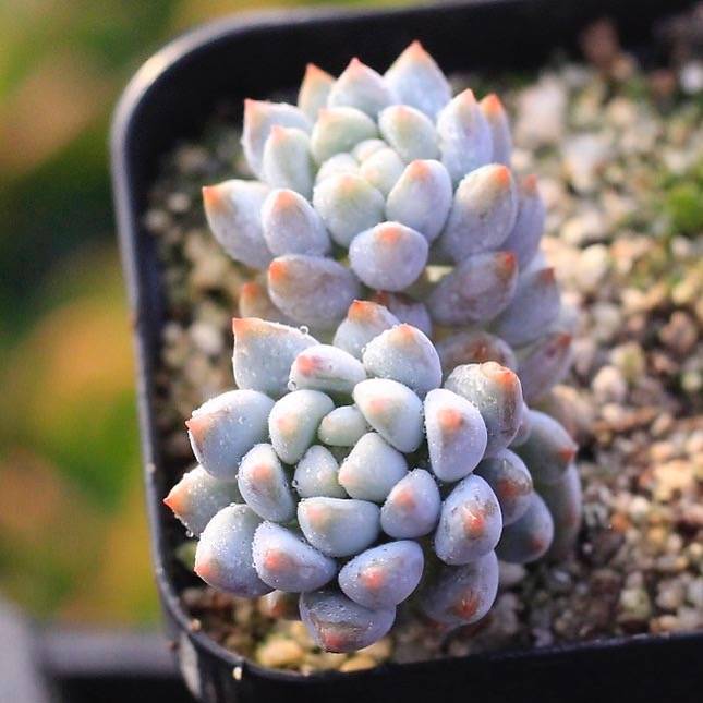 PRESALE Echeveria Crown Ball, (Not so Random)