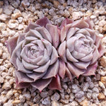 PRESALE Echeveria Helena Sp. Double, (Not So Random)