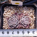 PRESALE Echeveria Helena Sp. Double, (Not So Random)