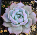 PRESALE Echeveria White Ice, (Not So Random)