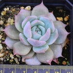 PRESALE Echeveria White Ice, (Not So Random)