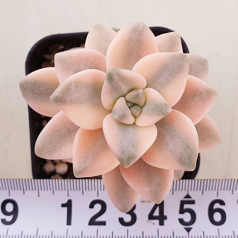 PRESALE Graptoveria Titubans, (Random)