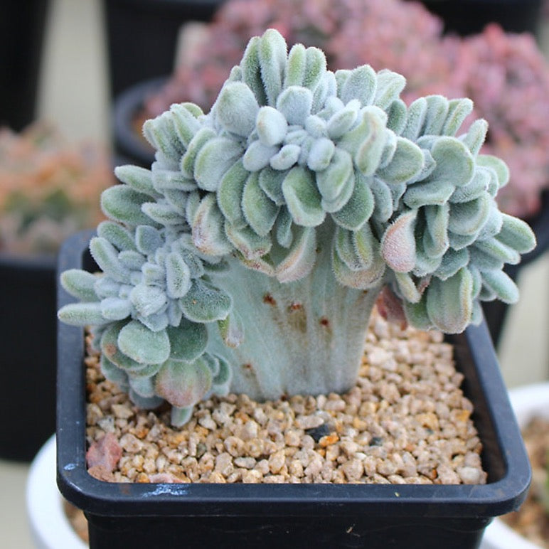 PRESALE Echeveria Frosty Cristata (Not so Random)