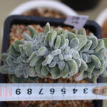 PRESALE Echeveria Frosty Cristata (Not so Random)