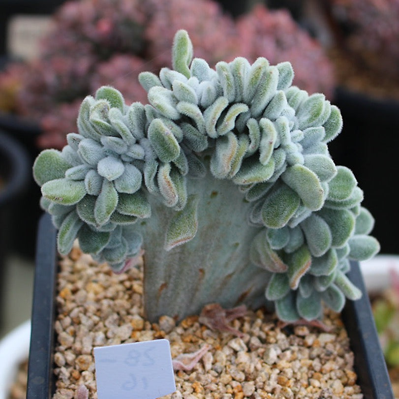 PRESALE Echeveria Frosty Cristata (Not so Random)