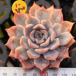 PRESALE Echeveria Unknown