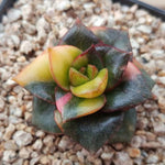 RESERVED- Echeveria Monocerotis, Variegata