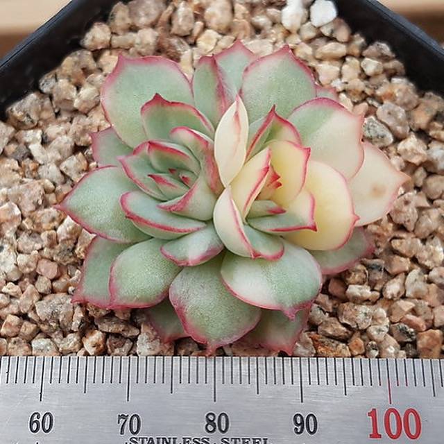 WHITE PEACOCK! PRESALE Echeveria Esther, Variegata