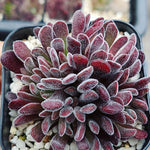 Crassula Pubescens, (Random)