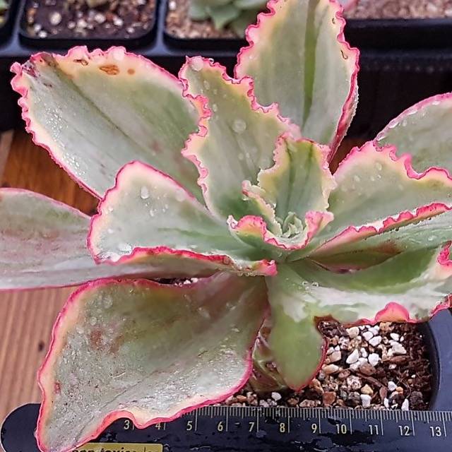 tornado succulent WHITE PEACOCK! PRESALE Echeveria Tornado, Variegata – Cedar Creek Farmhouse