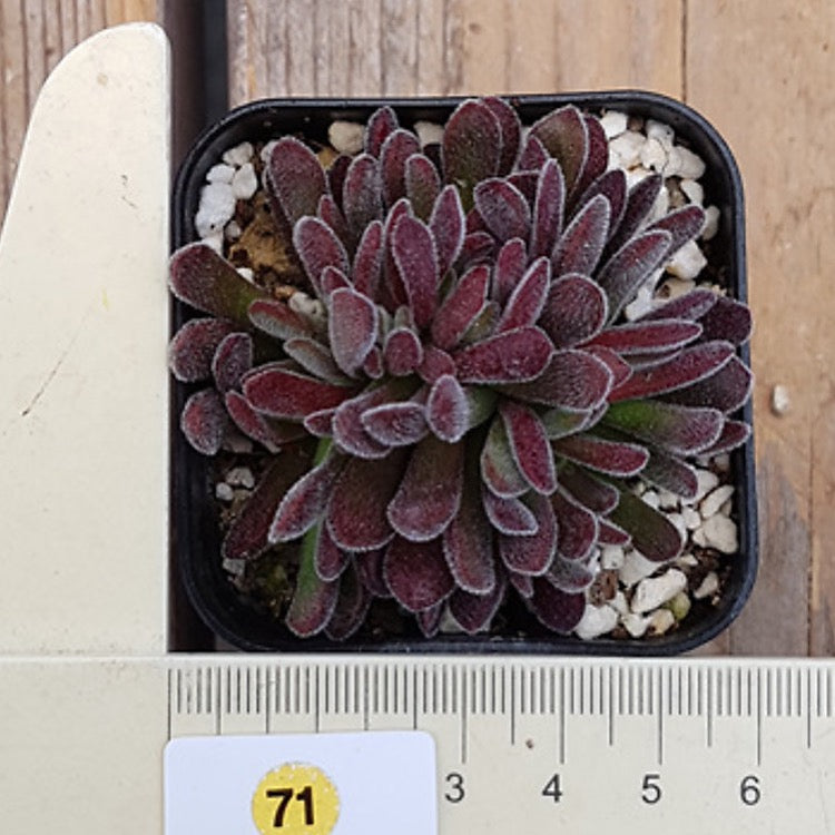 Crassula Pubescens, (Random)