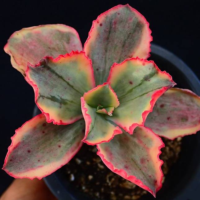 tornado succulent WHITE PEACOCK! PRESALE Echeveria Tornado, Variegata – Cedar Creek Farmhouse