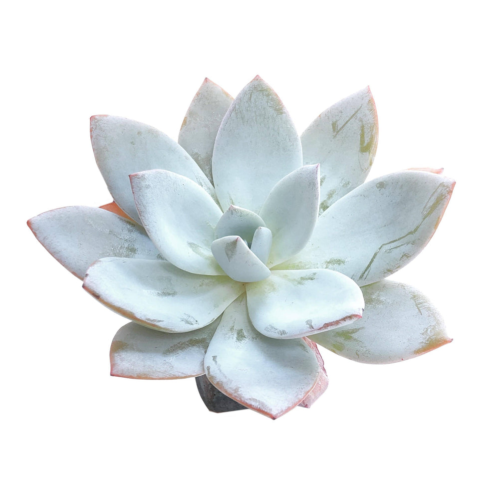 Echeveria White Lotus, Large