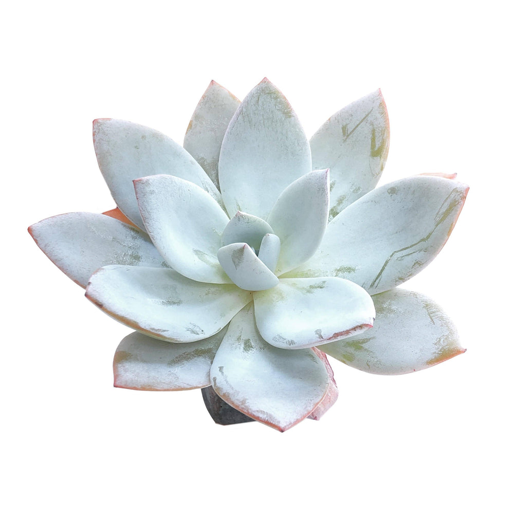 white lotus succulent Echeveria White Lotus, Large – Cedar Creek Farmhouse