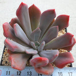 PRESALE Echeveria Cupid, (Random)