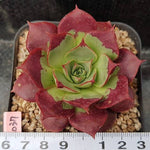 Echeveria Longissima, (Random)