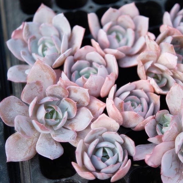 Hwaga Original Hybrid- PRESALE Echeveria Alhambra