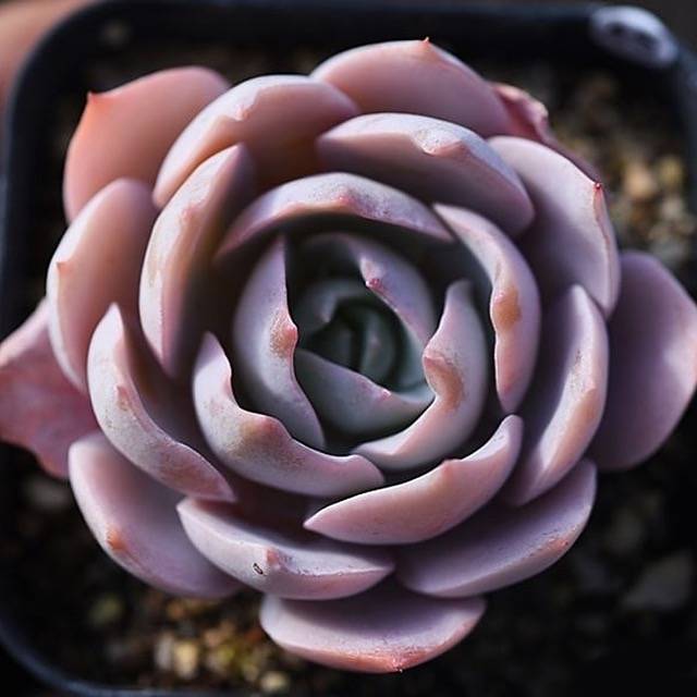 Hwaga Original Hybrid- PRESALE Echeveria Alhambra