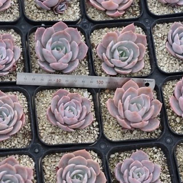 Hwaga Original Hybrid- PRESALE Echeveria Alhambra