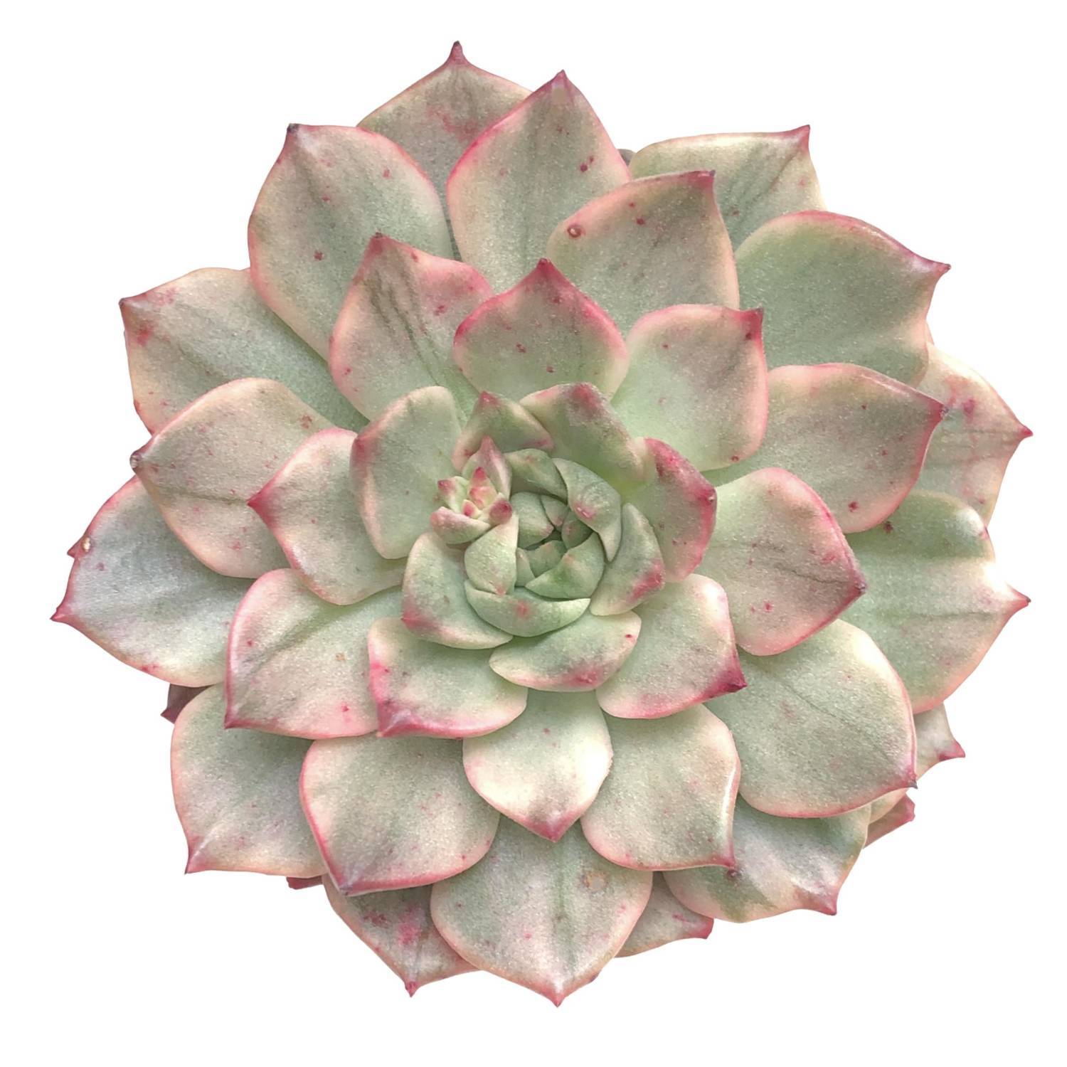 olivia succulent Echveria Olivia, Variegata (Pupping) – Cedar Creek Farmhouse