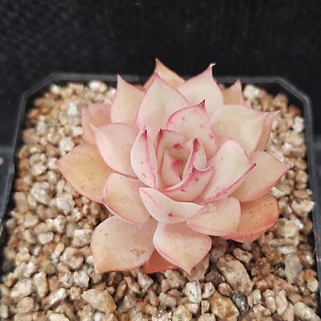 Echeveria Eiria, (Random)